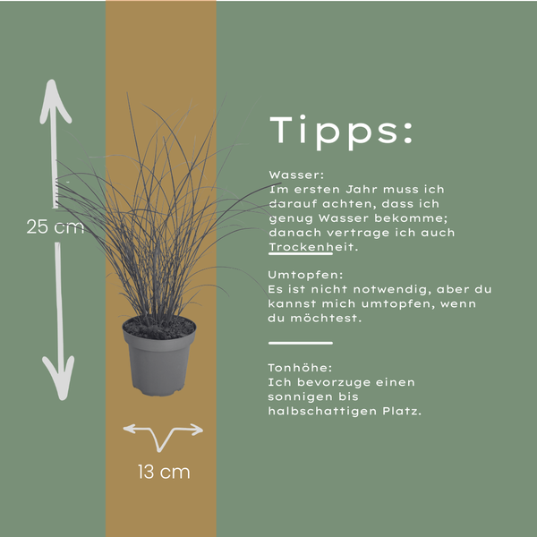 Chinaschilf ‚Gracillimus' – Miscanthus sinensis – Ansicht 8