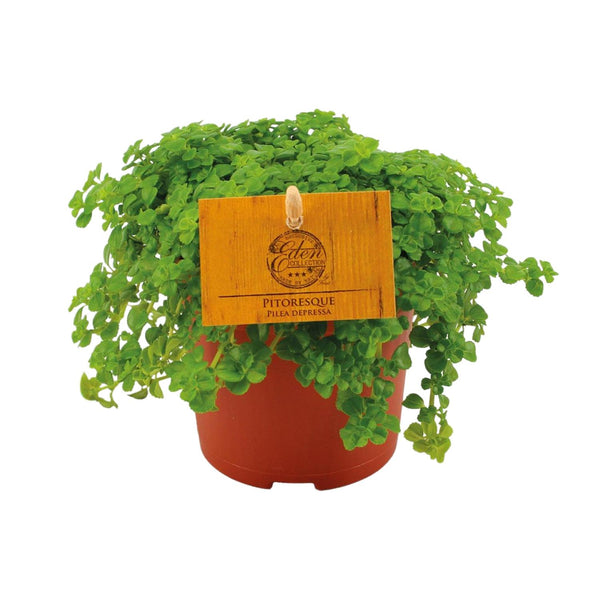 Kanonierblume – Pilea depressa – Ansicht 2
