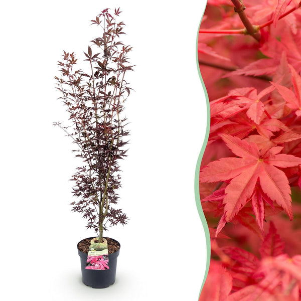 Fächerahorn ‚Atropurpureum' – Acer palmatum