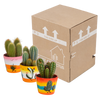 Kakteen-Set „Cereus-Mix“ – 3 Säulenkakteen – Ansicht 3