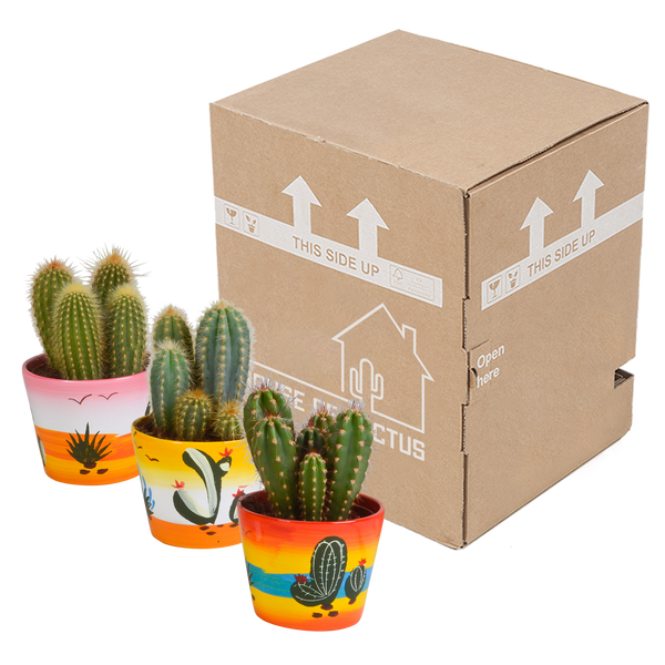 Kakteen-Set „Cereus-Mix“ – 3 Säulenkakteen – Ansicht 3