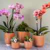 Schmetterlingsorchidee ‚Treviso' – Phalaenopsis – Ansicht 3