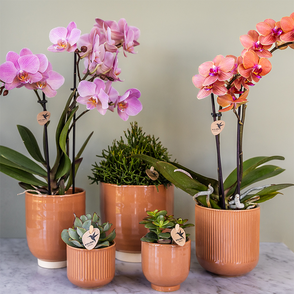 Schmetterlingsorchidee ‚Treviso' – Phalaenopsis – Ansicht 3