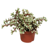 Elefantenbusch ‚Variegata‘ – Portulacaria afra – ohne Übertopf