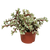 Elefantenbusch ‚Variegata‘ – Portulacaria afra – ohne Übertopf