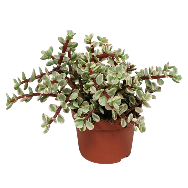 Elefantenbusch ‚Variegata‘ – Portulacaria afra – ohne Übertopf