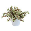 Elefantenbusch ‚Variegata‘ – Portulacaria afra
