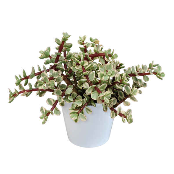 Elefantenbusch ‚Variegata‘ – Portulacaria afra