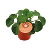 Ufopflanze – Pilea peperomioides