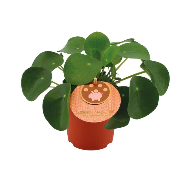 Ufopflanze – Pilea peperomioides