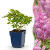 Chinesische Prachtspiere ‚Pumila' – Astilbe chinensis – Ansicht 2