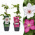 Clematis-Set „Duo Pink & White“ – Waldreben in Rosa und Weiß