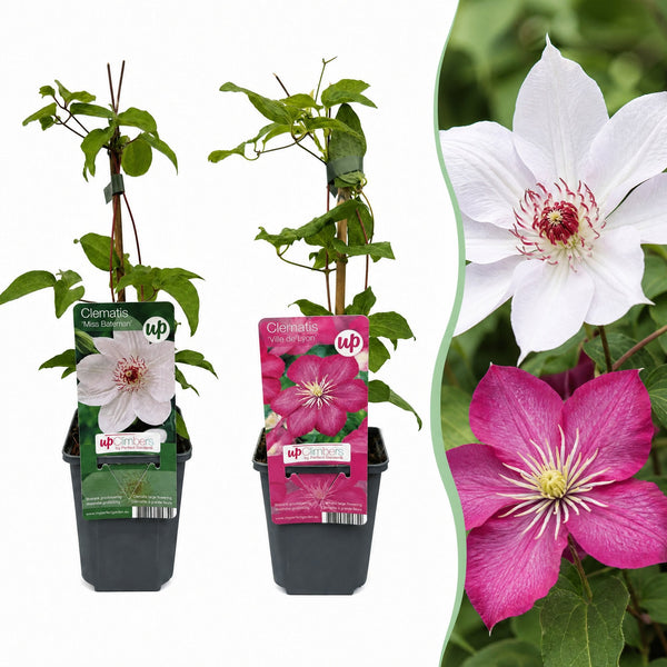 Clematis-Set „Duo Pink & White“ – Waldreben in Rosa und Weiß