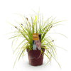 Japan-Segge ‚Everillo' – Carex oshimensis – Ansicht 2