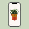 Gasteria-Hybride ‚Aurora' – Ansicht 4