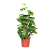 Efeutute – Epipremnum aureum – Ø 15 cm · 60 cm, Standard, 1 Stück