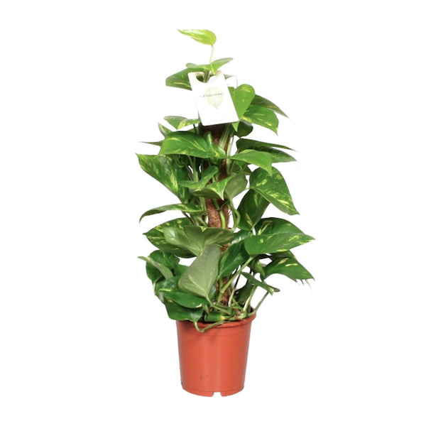 Efeutute – Epipremnum aureum – Ø 15 cm · 60 cm, Standard, 1 Stück