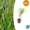 Japanisches Berggras – Hakonechloa macra