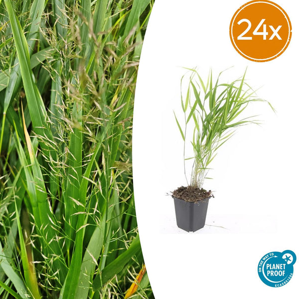 Japanisches Berggras – Hakonechloa macra