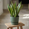 Elho Blumentopf Greenville rund