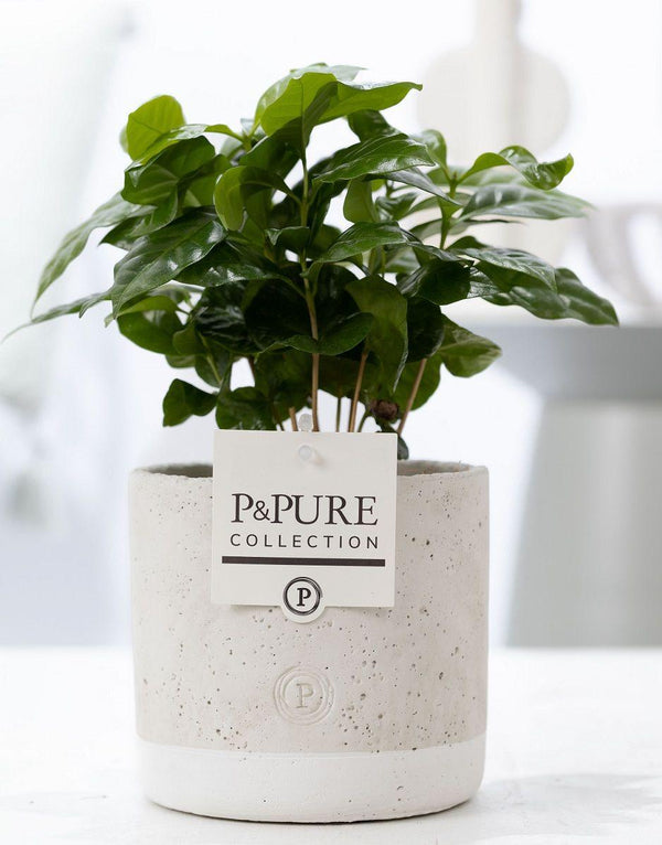 Kaffeepflanze – Coffea arabica
