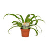 Nestfarn – Asplenium antiquum – Ø 12 cm · 30 cm
