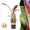 Zierbanane ‚Maurelii' – Ensete ventricosum