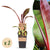 Zierbanane ‚Maurelii' – Ensete ventricosum