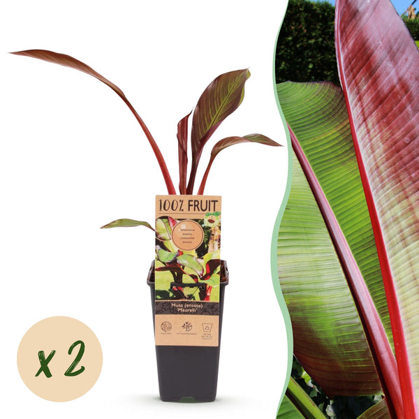 Zierbanane ‚Maurelii' – Ensete ventricosum