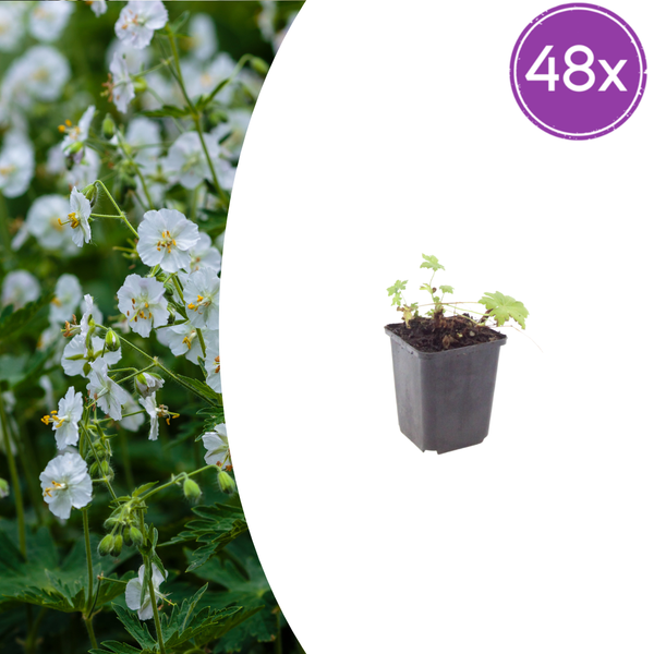 Balkan-Storchschnabel ‚White Ness' – Geranium macrorrhizum