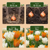 Tulpe ‚Sunbath' – Tulipa – Ansicht 4