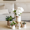 Pflanzen-Set „Bamboo White" – Orchidee ‚Amabilis' mit Grünpflanze – Ansicht 2