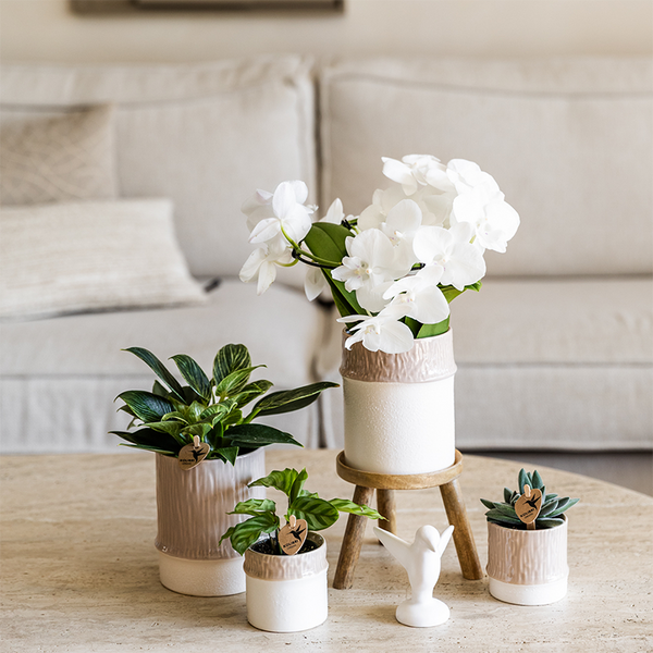 Pflanzen-Set „Bamboo White" – Orchidee ‚Amabilis' mit Grünpflanze – Ansicht 2