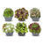 Hauswurz ‚Big Sam' – Sempervivum – 6 Stück