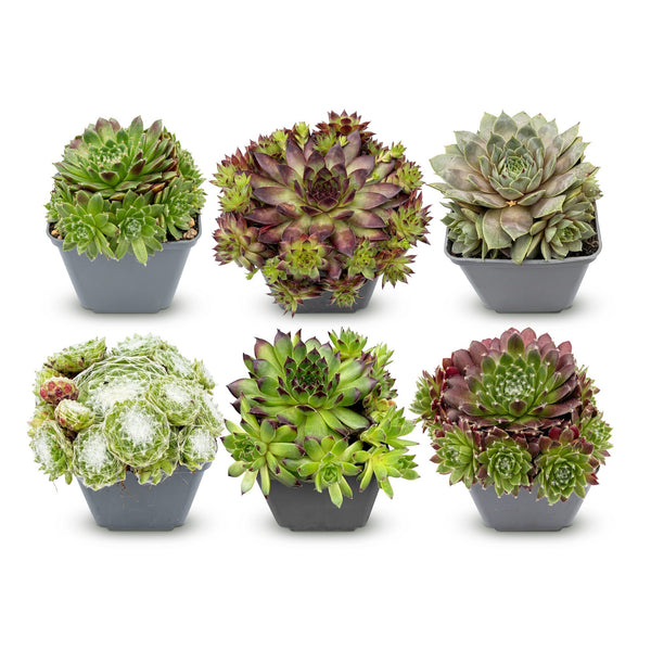 Hauswurz ‚Big Sam' – Sempervivum – 6 Stück