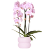 Schmetterlingsorchidee ‚Niagara Falls' – Phalaenopsis