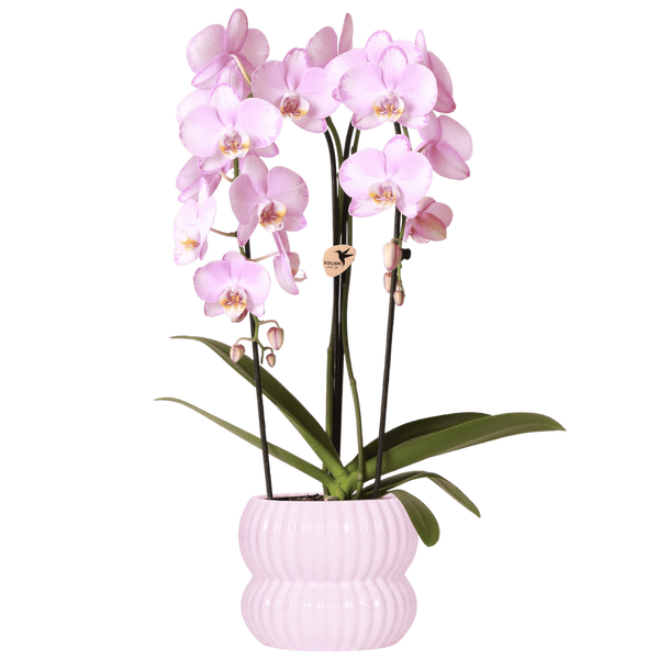 Schmetterlingsorchidee ‚Niagara Falls' – Phalaenopsis