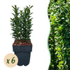 Spindelstrauch ‚Green Spire' – Euonymus japonicus