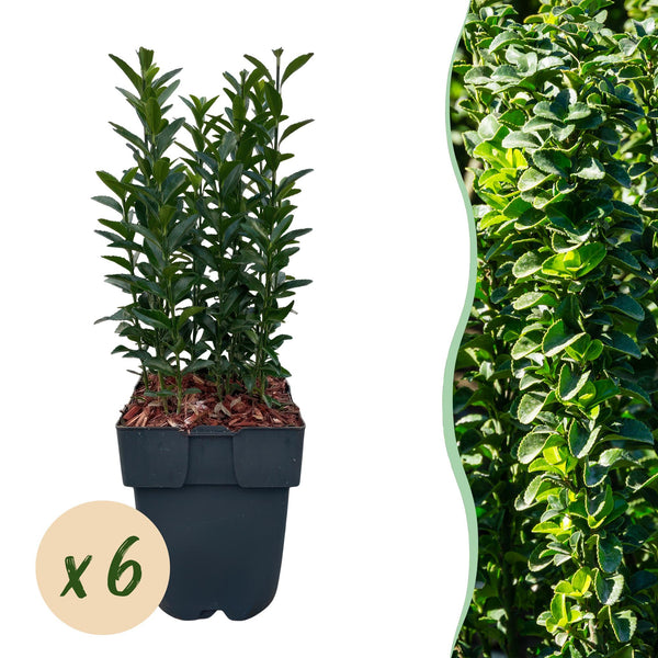 Spindelstrauch ‚Green Spire' – Euonymus japonicus