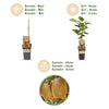 Kiwi ‚Hayward' – Actinidia deliciosa – Ansicht 4