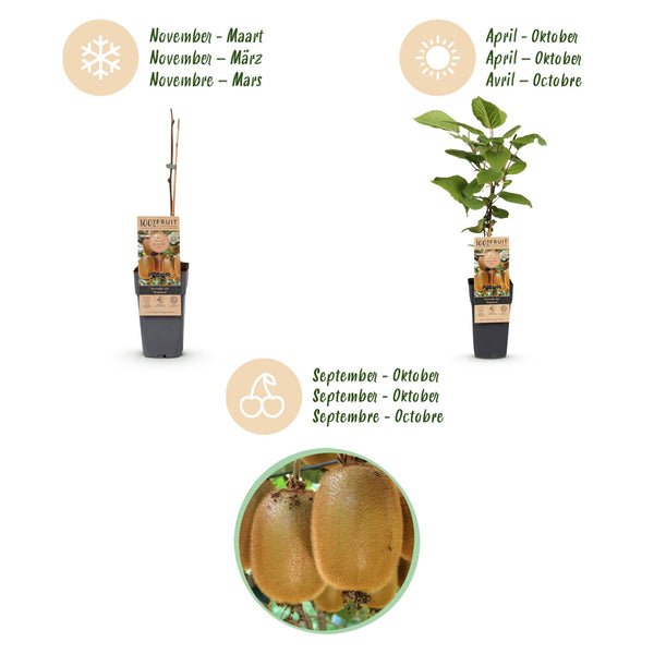 Kiwi ‚Hayward' – Actinidia deliciosa – Ansicht 4