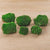 Kissenmoos – Leucobryum glaucum