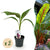 Bananenpflanze ‚Red Tiger' – Musa sikkimensis – Ø 12 cm · 30 cm, 2 Stück