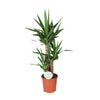Riesen-Palmlilie – Yucca elephantipes