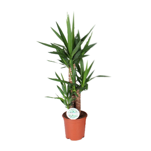 Riesen-Palmlilie – Yucca elephantipes