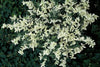 Kriechspindel ‚Harlequin' – Euonymus fortunei – Ansicht 6
