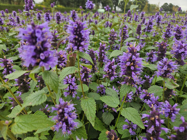 Duftnessel ‚Blue Fortune' – Agastache – Ansicht 6