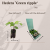 Efeu ‚Green Ripple' – Hedera helix – Ansicht 5