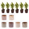 Mini-Weihnachtsbaum-Set mit Topfset Madrid und LED-Lichterkette