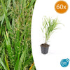 Japanisches Berggras – Hakonechloa macra